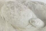 Eocene Fossil Crocodile Egg & Snake Egg - Bouxwiller, France #366878-1